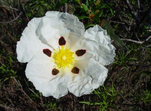 Cistusblomma och kåda från roten finns i Solaris