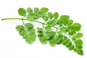 Moringa-Oleifera-Baum-