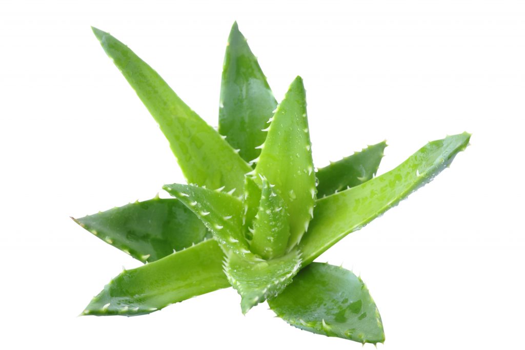 aloevera