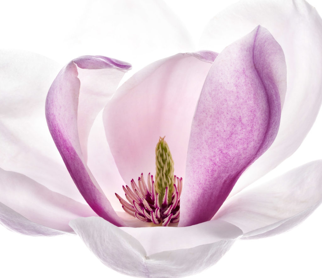 1510_Single_French_Flower_Magnolia-1024x884