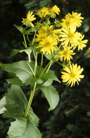 Silphium perfoliatum är en släkting till den nu utdöda örten