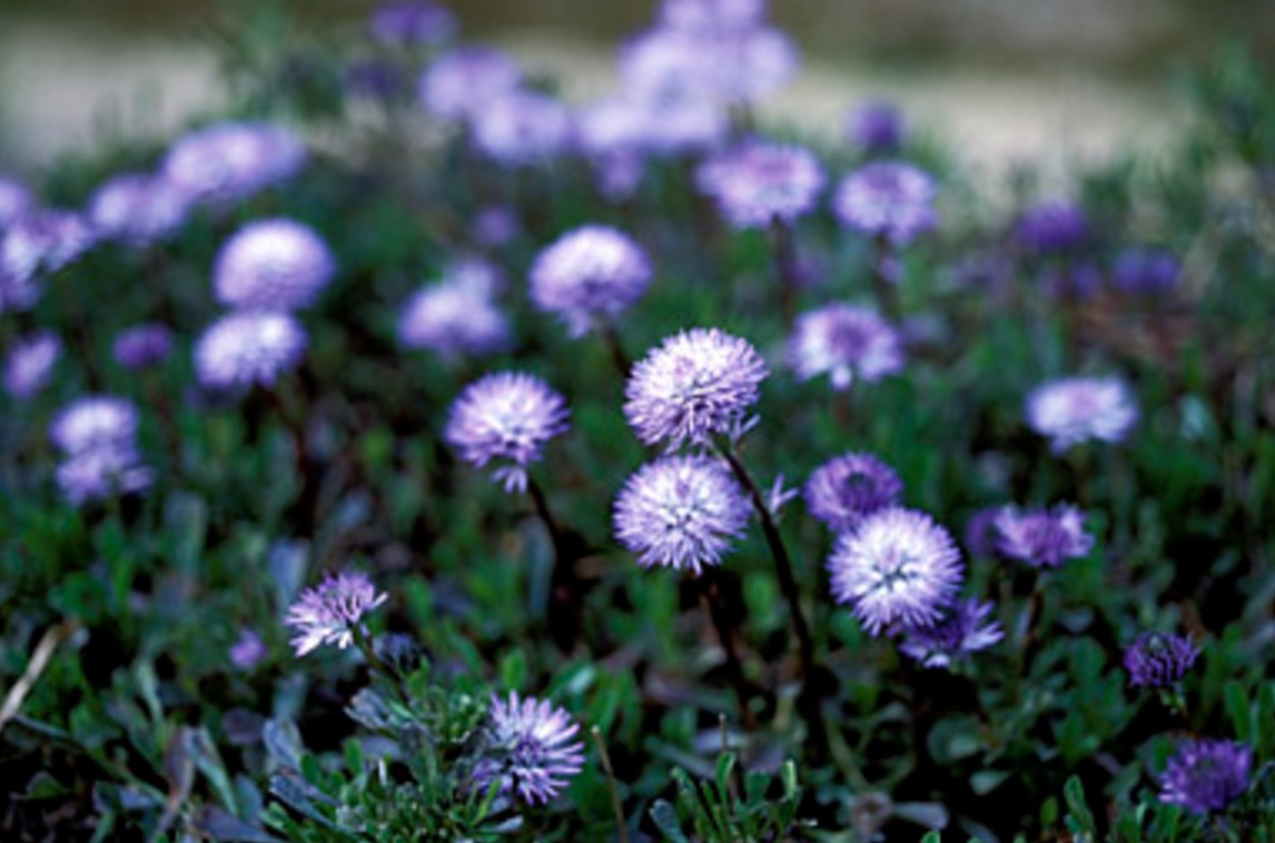 Globularia Cordifolia, Kallas också för Globe Daisy (Beauty!!) och är släkt med groblad. Och de vet man ju hur livsbeständiga de är. De kan tilloch med spräcka asfalt!