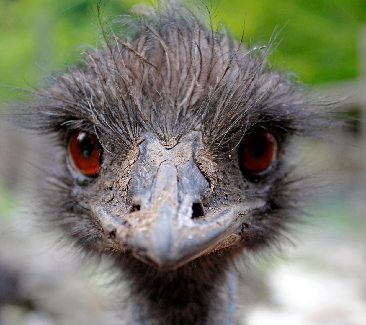 Det här är en levande emu Dromaius novaehollandiae). De finns bara i Australien men är släkt med den afrikanska strutsen.