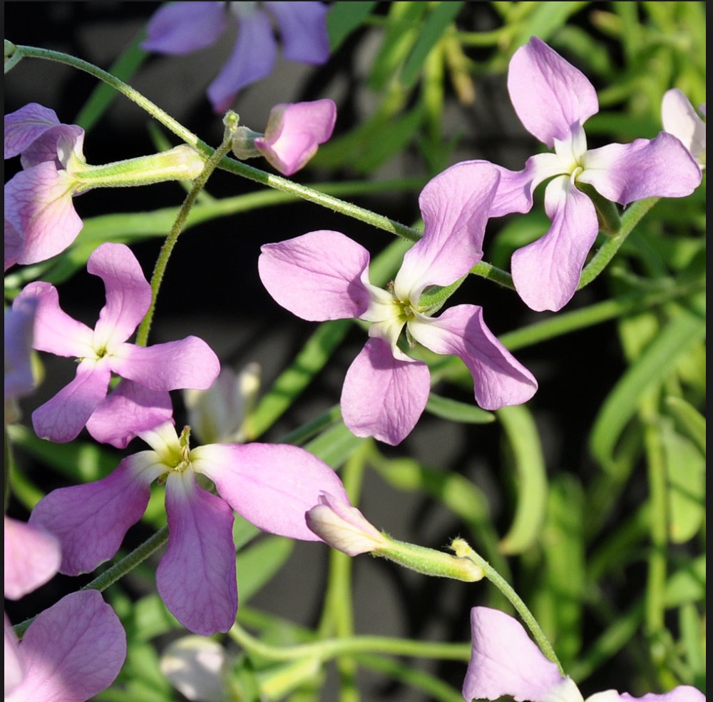 Lövkoja drar till sig insekter å natten och bidrar till biologisk mångfald. Den är huvudingrediensen i Night recovery oil från Elemis som lanseras i augusti månad