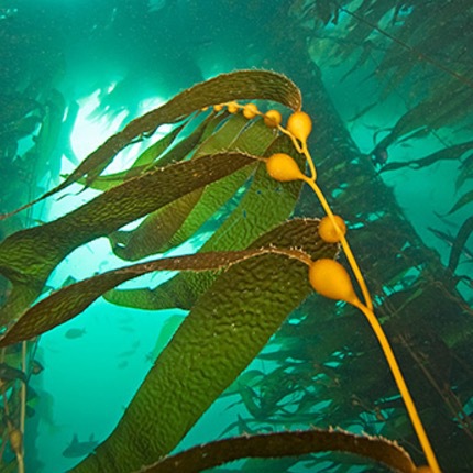 Mycosporineliknande aminosyror förkortas Maas och man hittar dem i olika marina organismer som röda alger, cyanobakterier och koraller