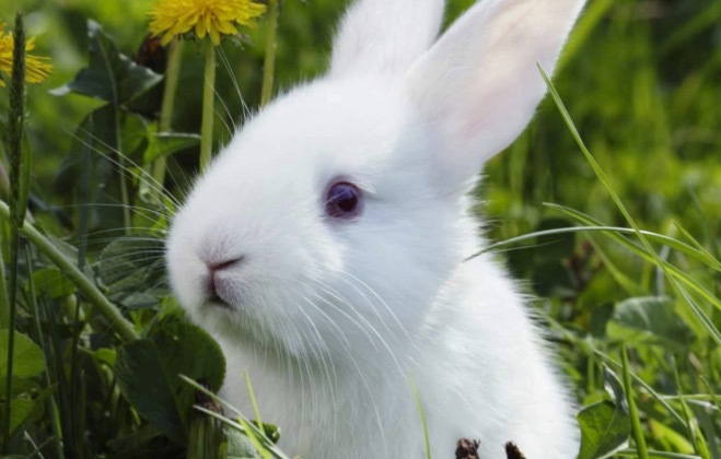 Fler och fler länder går nu med på konsumenternas krav om djurfria tester på kosmetika och hudvård. Bild från PETA