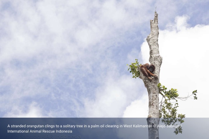 100 000 orangutanger har dött på grund av skövlingar de senaste 16 åren. Bild lånad från Greenpeace.