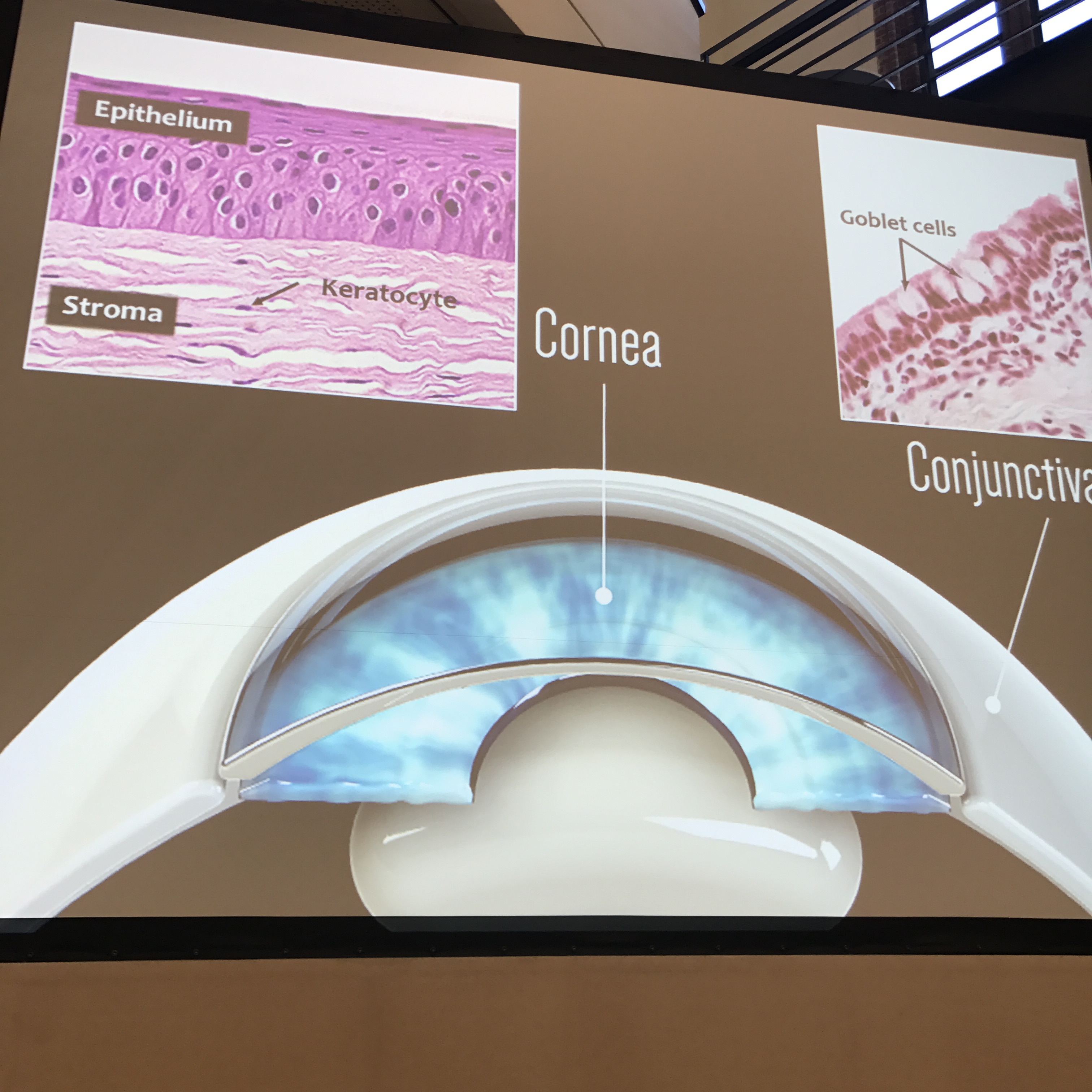 Biolines är ett av fem forskningslabb i USA som är utvalda av NASA att skicka ut sina ”organs on a chip” till den internationella rymdstationen i maj 2019 för att studera vad som händer i kroppens celler under viktlöshet. 