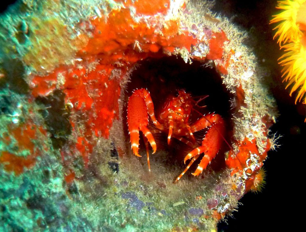 Enligt Coral Restoration Foundation ”behöver livet på jorden korallrev. De är "regnskogarna i havet" som stöder 25 procent av allt marint liv som i sin tur när oss, skyddar våra stränder och ger fantastiska naturliga undervattensmiljöer som underbygger ekonomier runt om i världen. Ändå är korallrev bland de mest hotade ekosystemen i världen." 