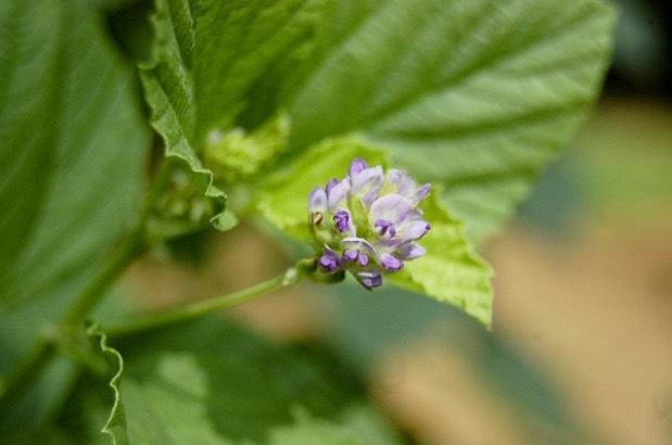 Bakushiol är en gammal ayurvedisk läkeväxt som helt plötsligt fått nytt utrymme. Den här gången i hudvårdsprodukter