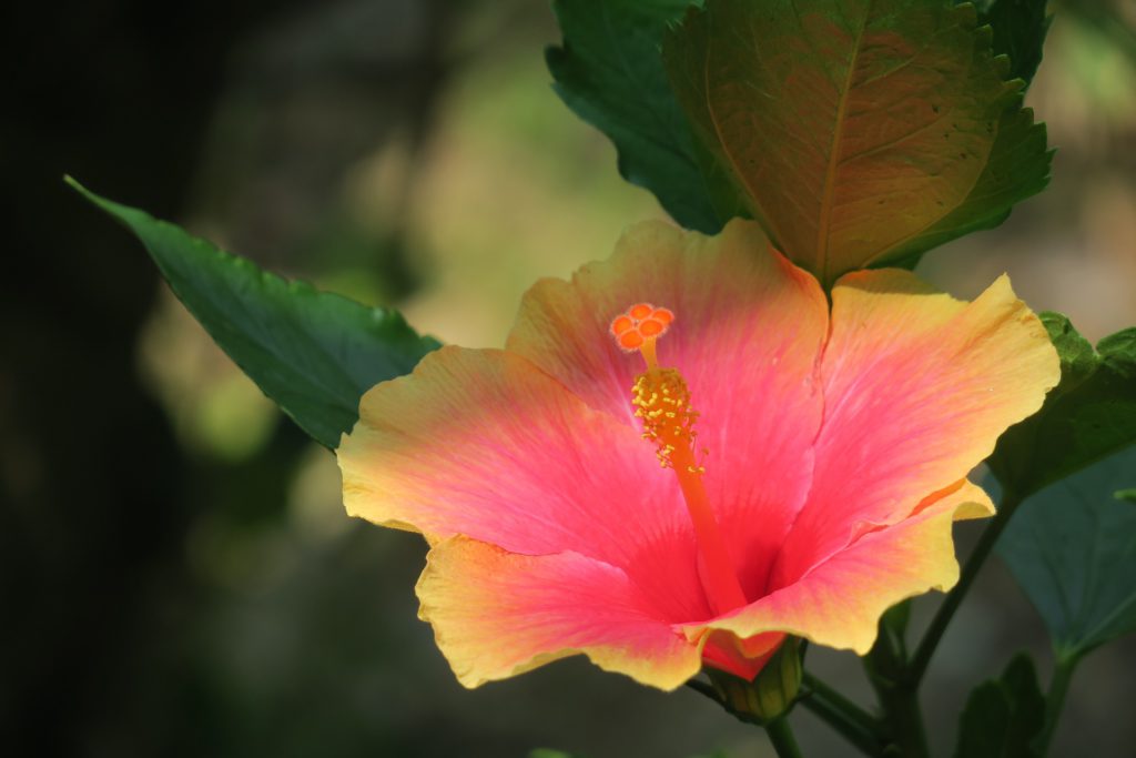 Hibiskusblomman växer i länder kring medelhavet och är en populär krukväxt i Sverige