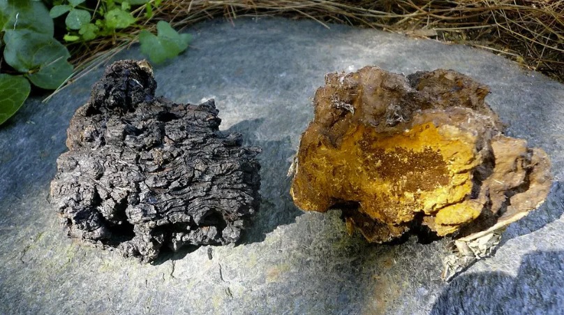 Chaga är en parasitsvamp som ofta förekommer på björkar. Man måste fråga skogsägare innan man kommer på tanken att ta bort svampen från trädet. Bild från SVT