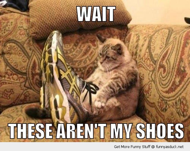 funny-confused-cat-wait-these-arnt-my-shoes-trainers-sneakers-pics