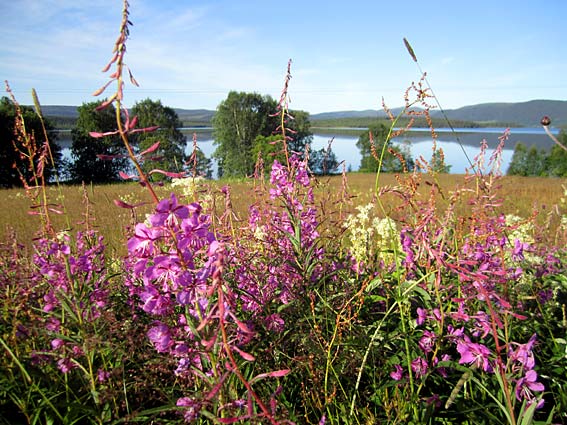 dikesblommor.jpg