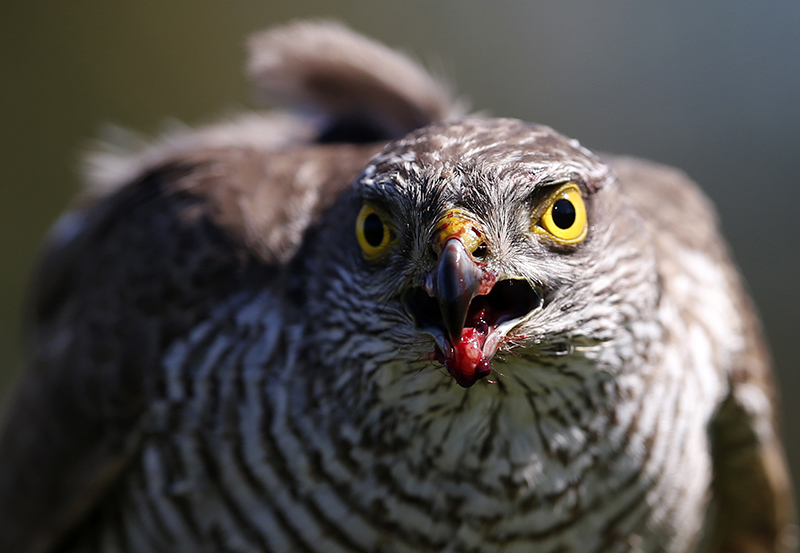 ap foto : darko vojinovic : in this photo taken thursday, april 23, 2015, a sparrow hawk looks up after catching a pigeon on a falcon farm, near the northern serbian town of coka. most of the birds end up in the emirates which has a long tradition of falconry. the sport involves trained birds that typically circle above the falconers and take high-speed dives at flushed prey such as grouse. (ap photo/darko vojinovic) photo taken thursday, april 23, 201 serbia breeding falcons photo galler automatarkiverad
