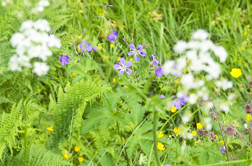 blomster.jpg